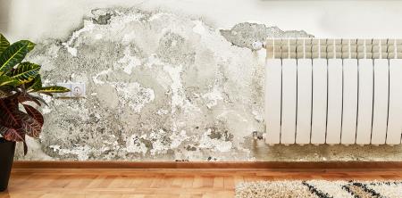 Come togliere la muffa dai muri: tutti i rimedi per eliminarla definitivamente